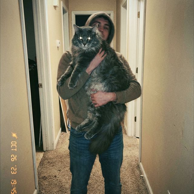 Cliente con Maine Coon Azul