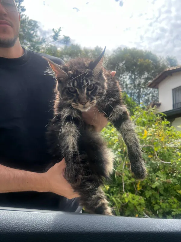 Cliente feliz con su Maine Coon - Familia Rodríguez