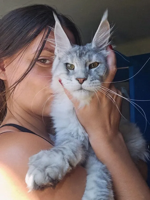Entrega de cachorro Maine Coon - Familia Moreno