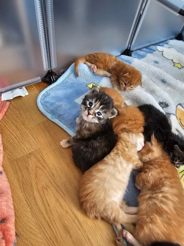 Cachorro Maine Coon en su nuevo hogar - Javier