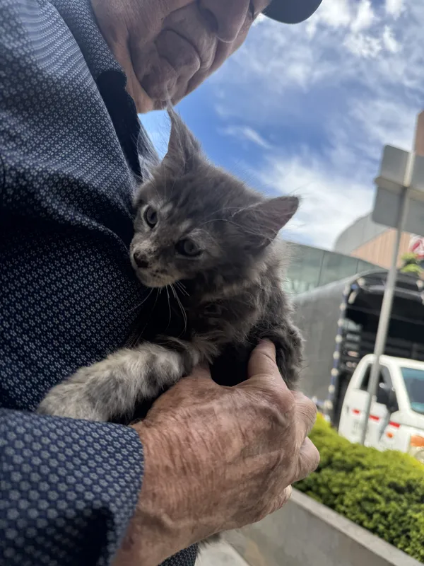 Cliente feliz con su Maine Coon - Carlos