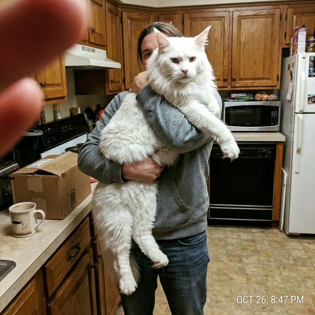 Cliente con Maine Coon Blanco Puro